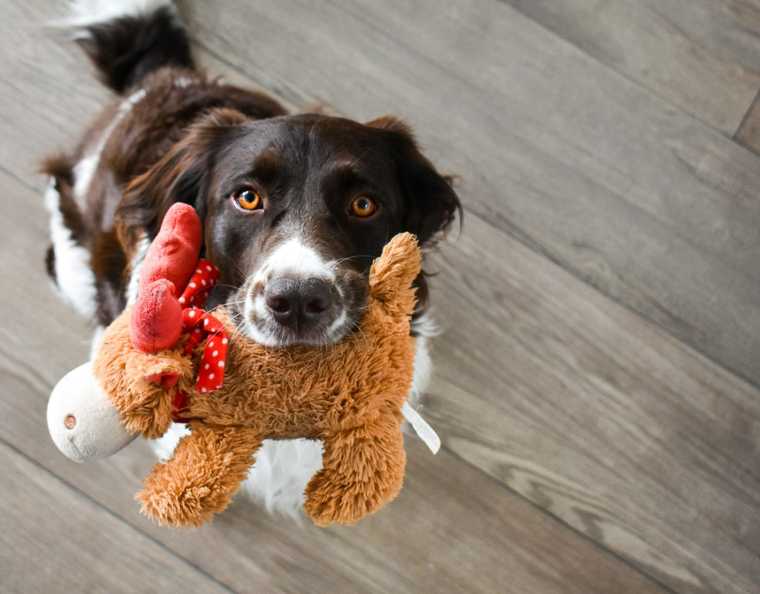 teach dog to put away toys