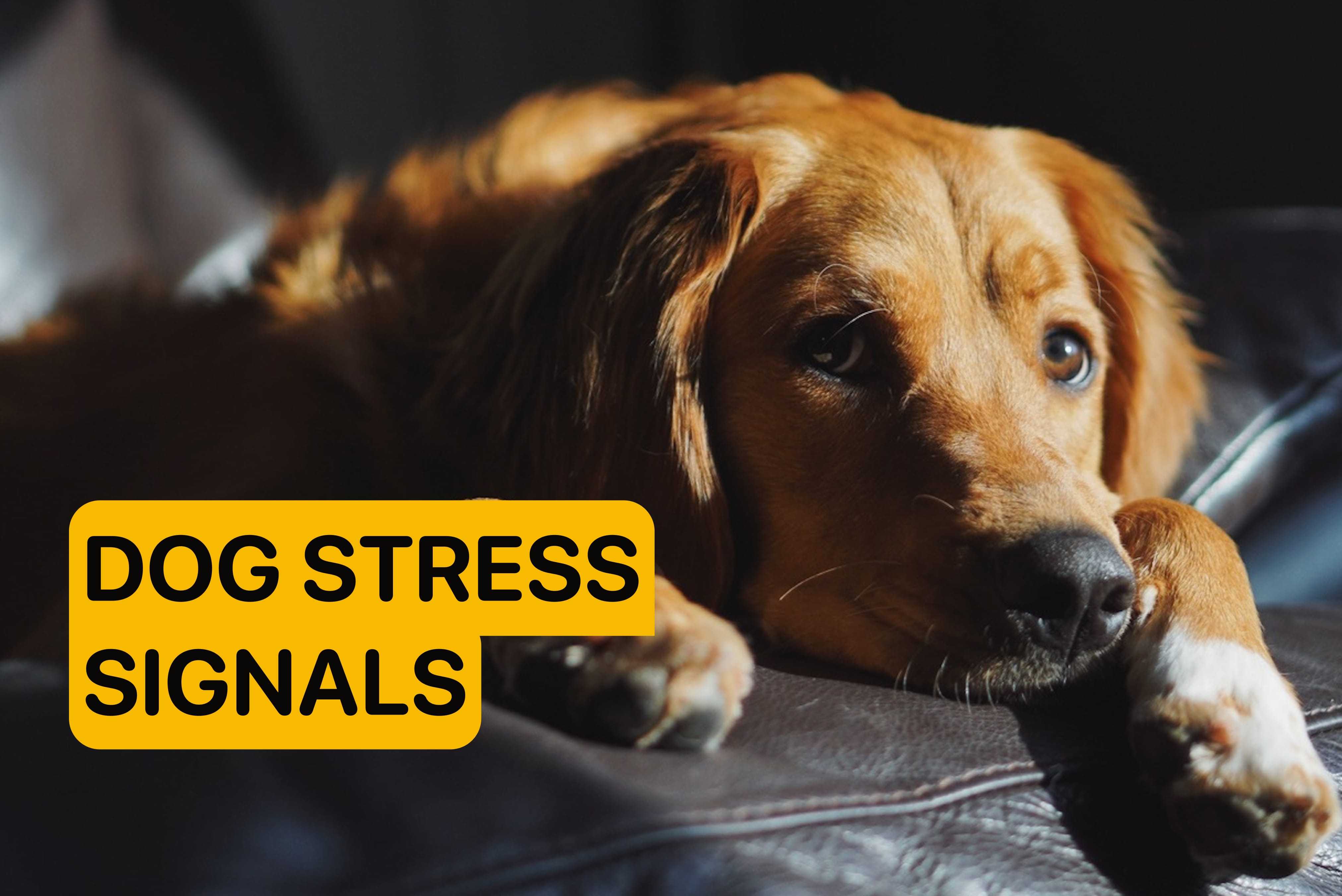 critical signs of stress in a dog