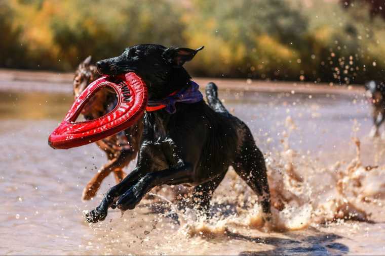 training dog to catch frisbee