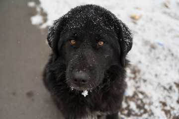 hypothermia in dogs signs