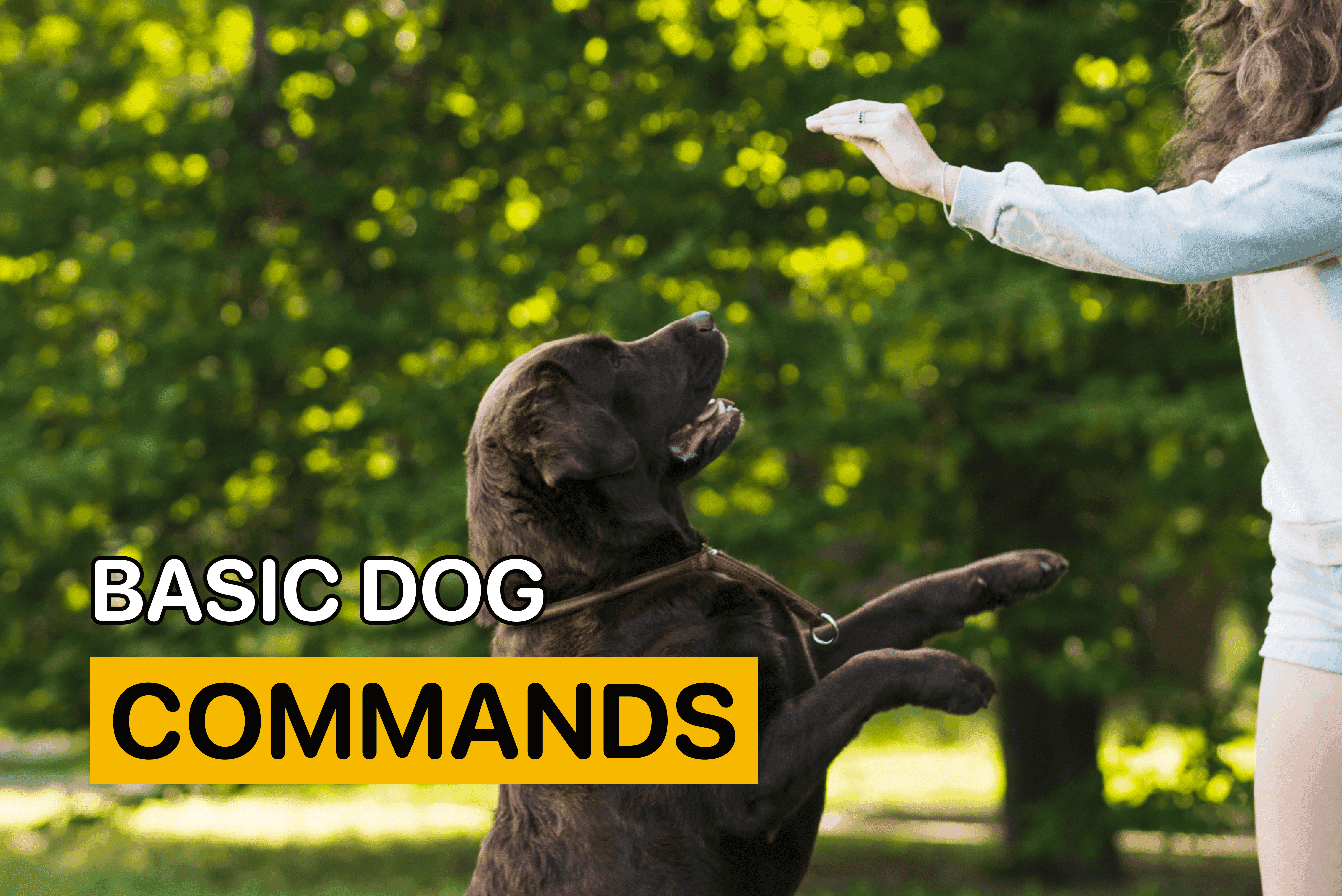 basic dog commands