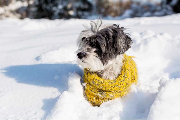 do dogs need a winter coat