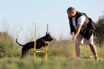 training a rescue dog