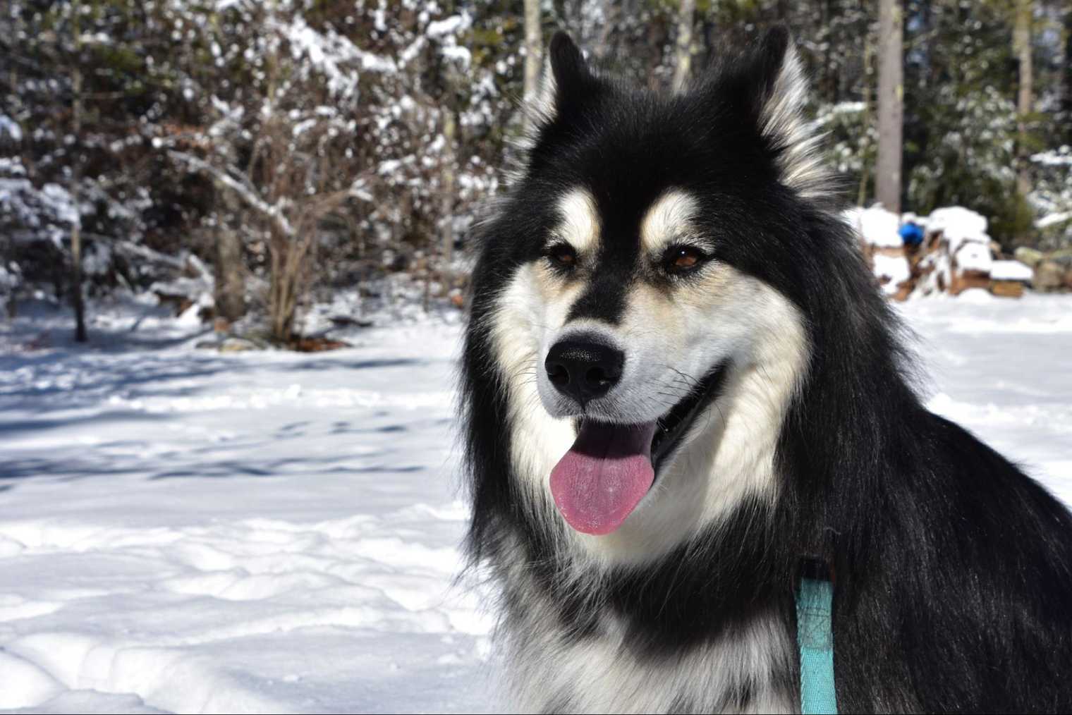 Hypothermia in Dogs: Signs, Risks, and Prevention Tips