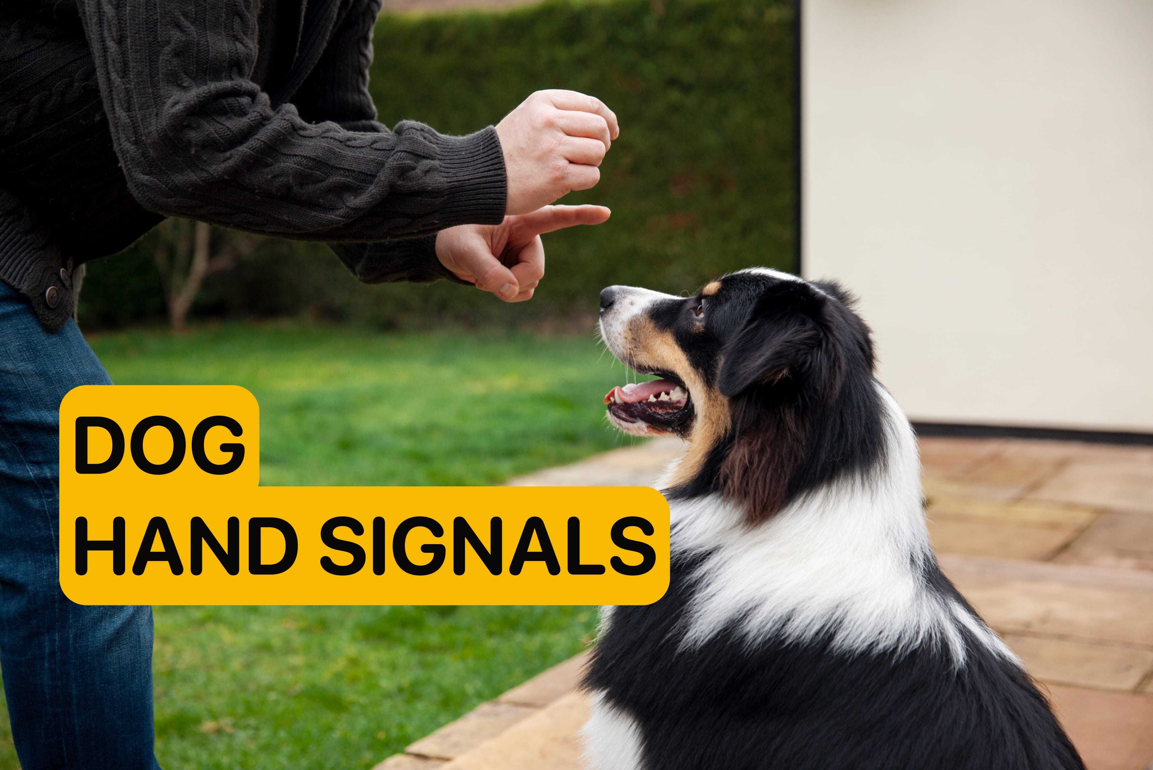 dog hand signals