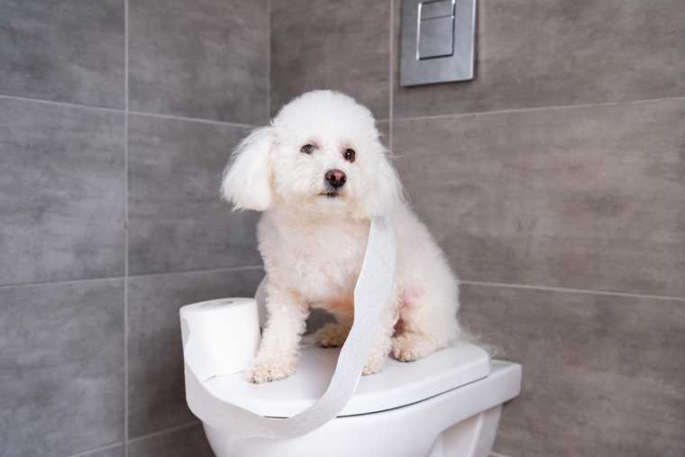 puppy potty training schedule