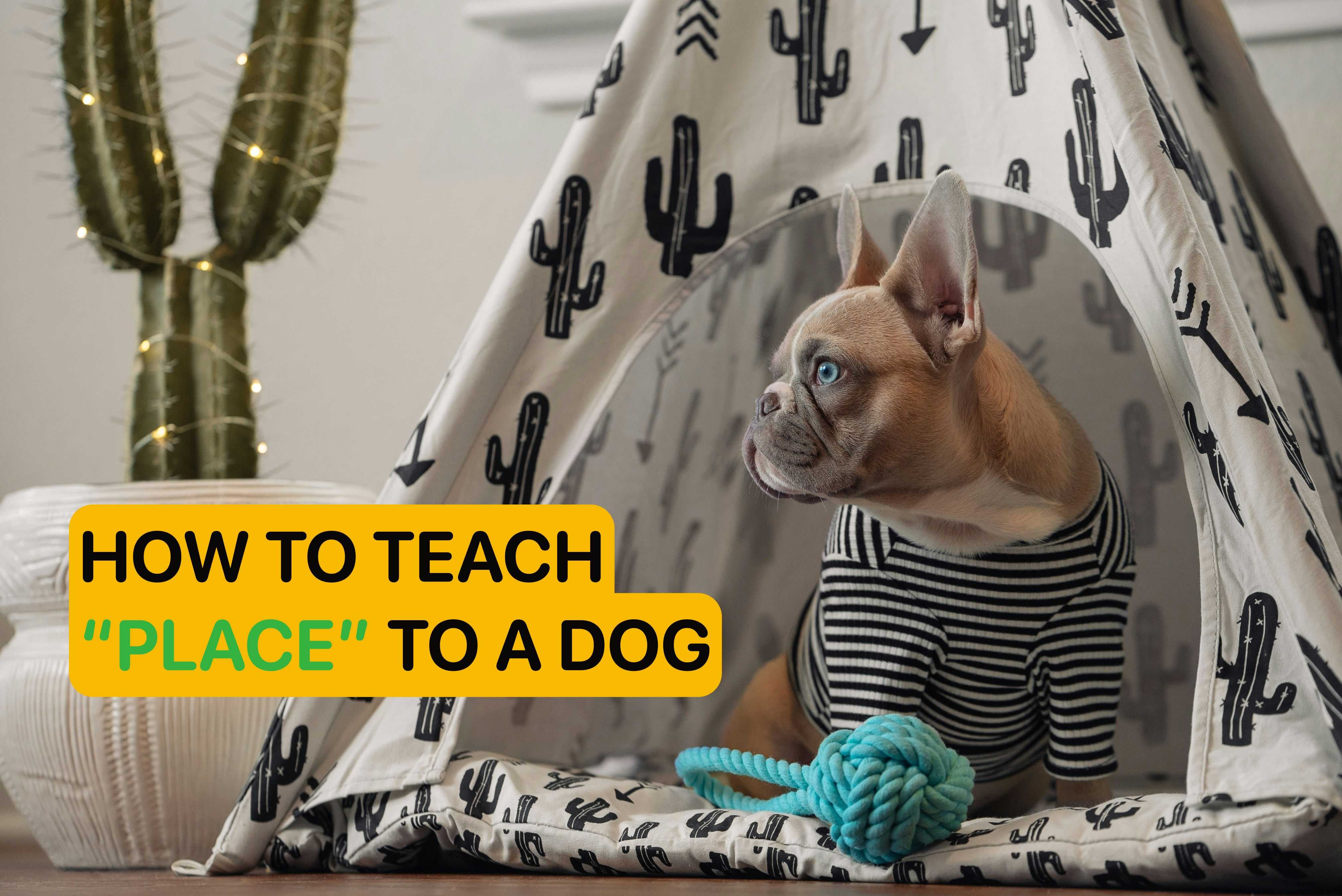 how to teach place to a dog