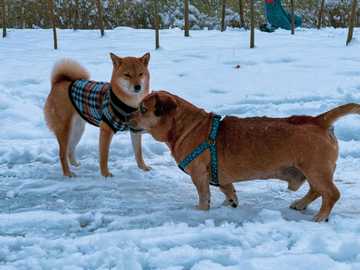 how cold is too cold for dogs paws