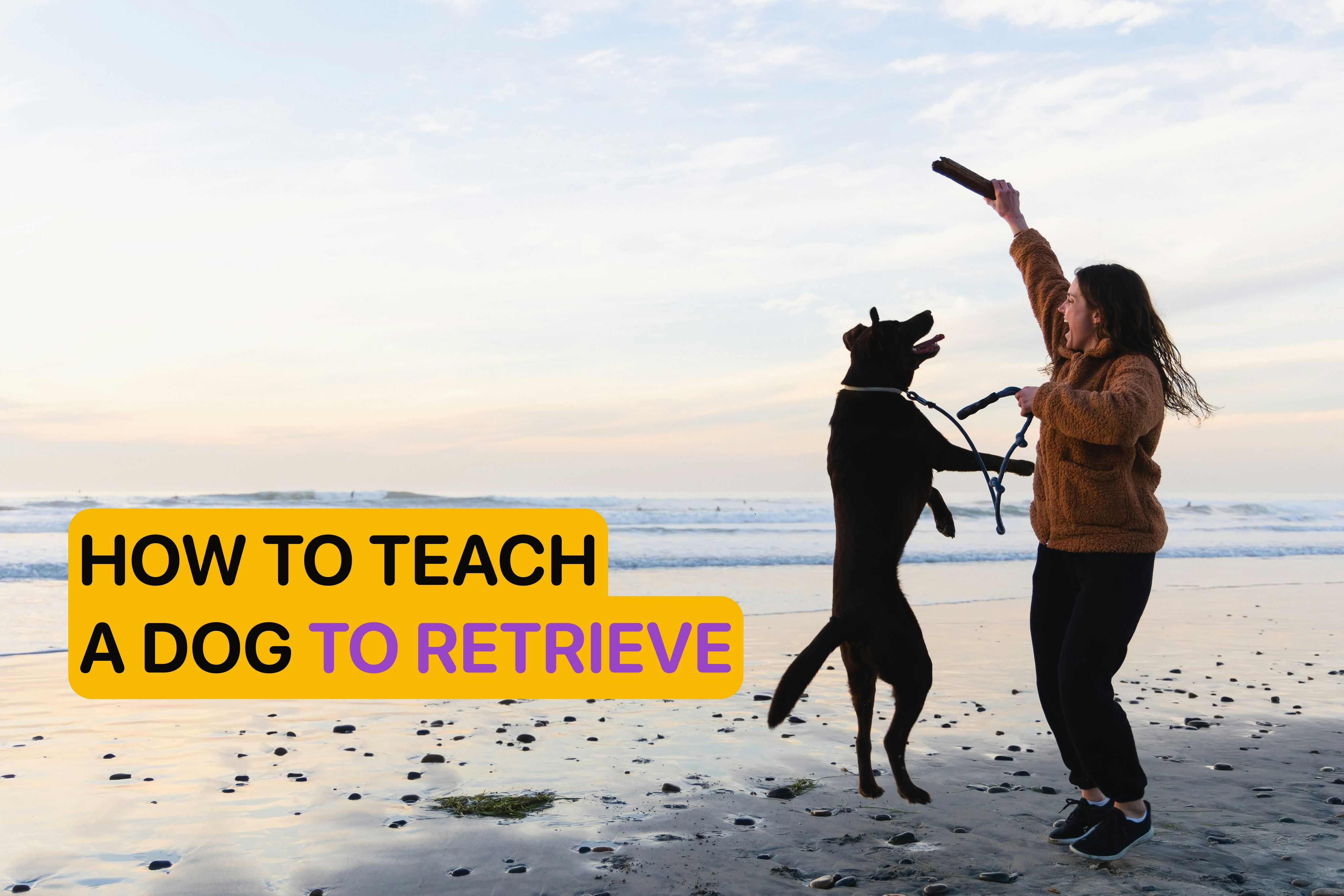 how to teach dog to retrieve