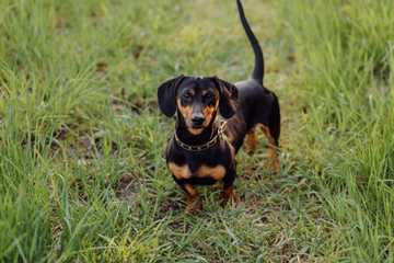 how many walks a day for a Dachshund