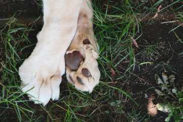 paw protection for dogs in summer