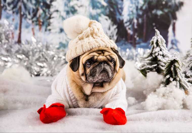 how long can dogs paws be in the snow