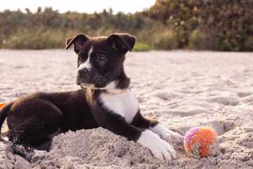 ​​train shelter dogs