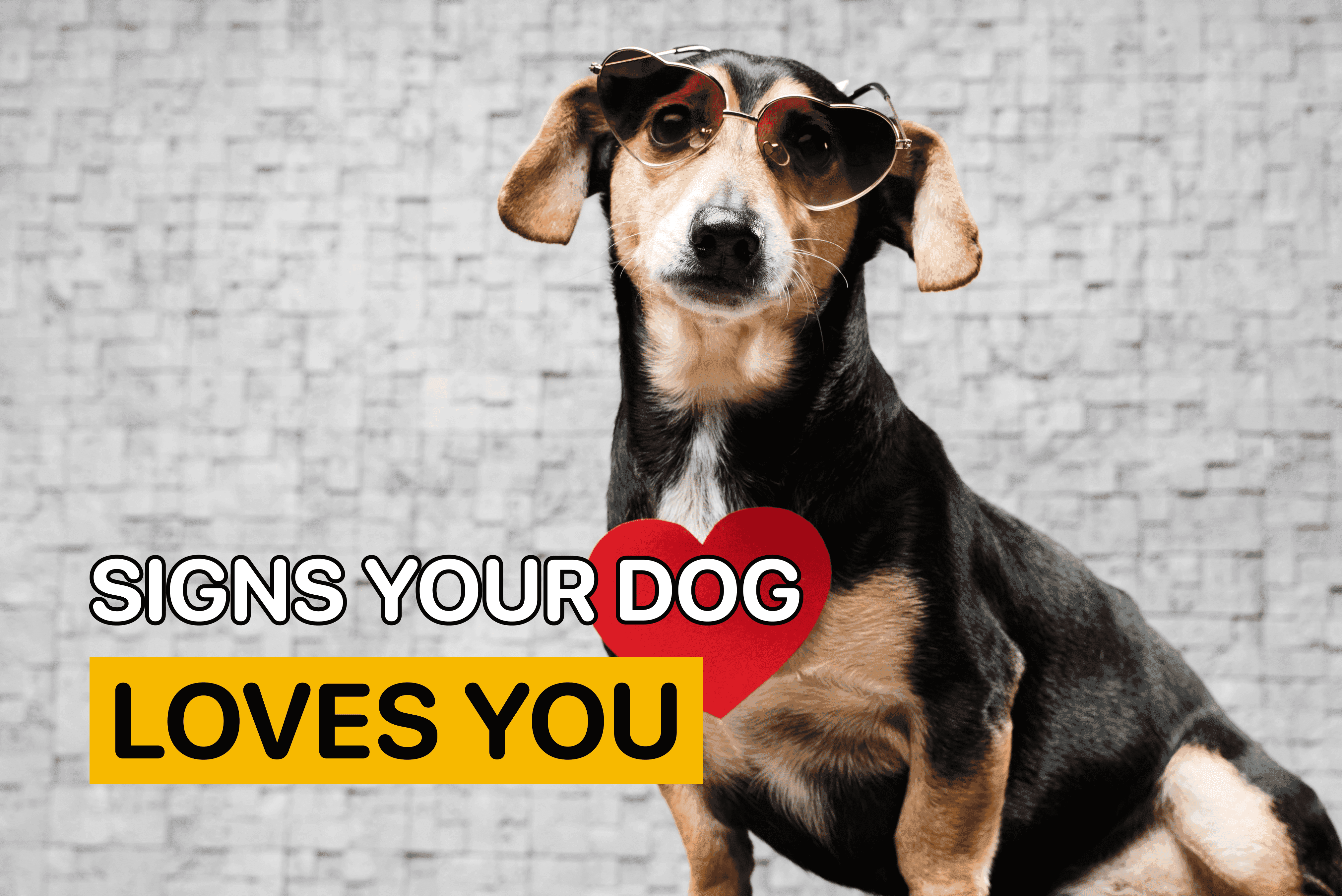 signs your dog loves you