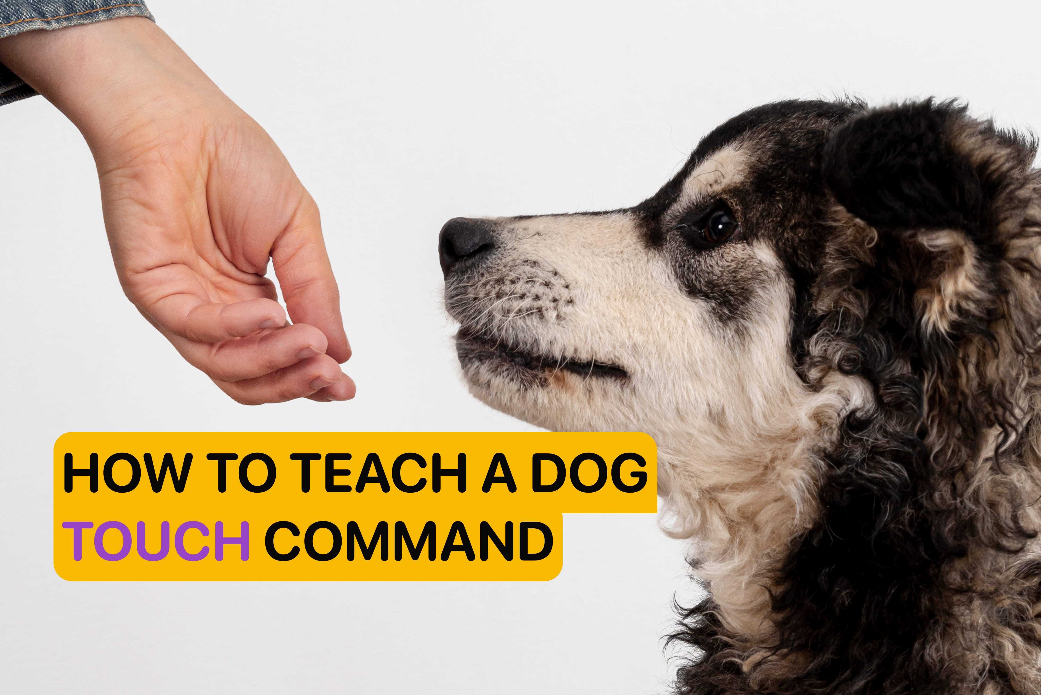 How to Teach Touch to a Dog