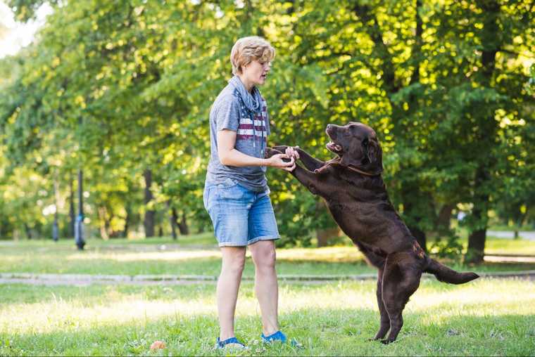 how to train a dog to not jump up