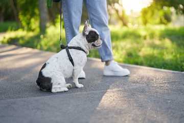 how often should you walk a puppy