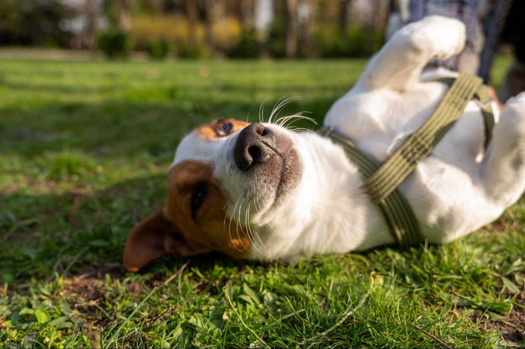 how to teach a dog to roll over