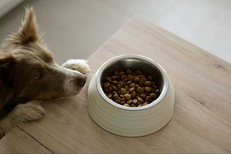 dog food costs