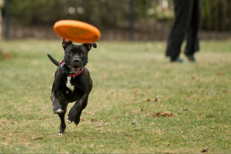 how to teach dog to catch frisbee in air