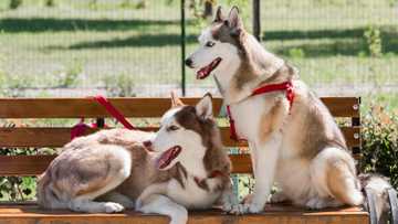 how often do husky need to be walked