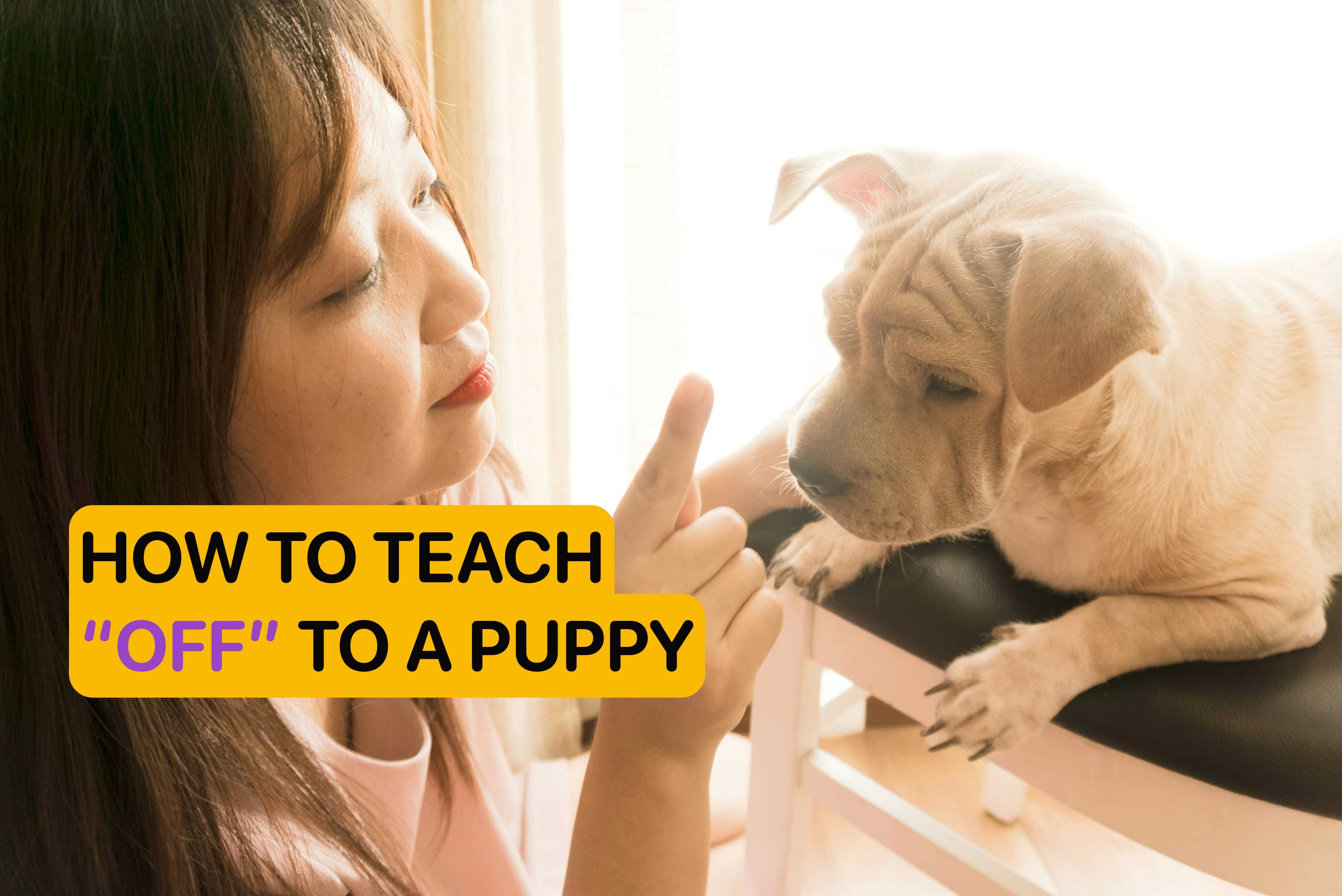 how to teach your dog off