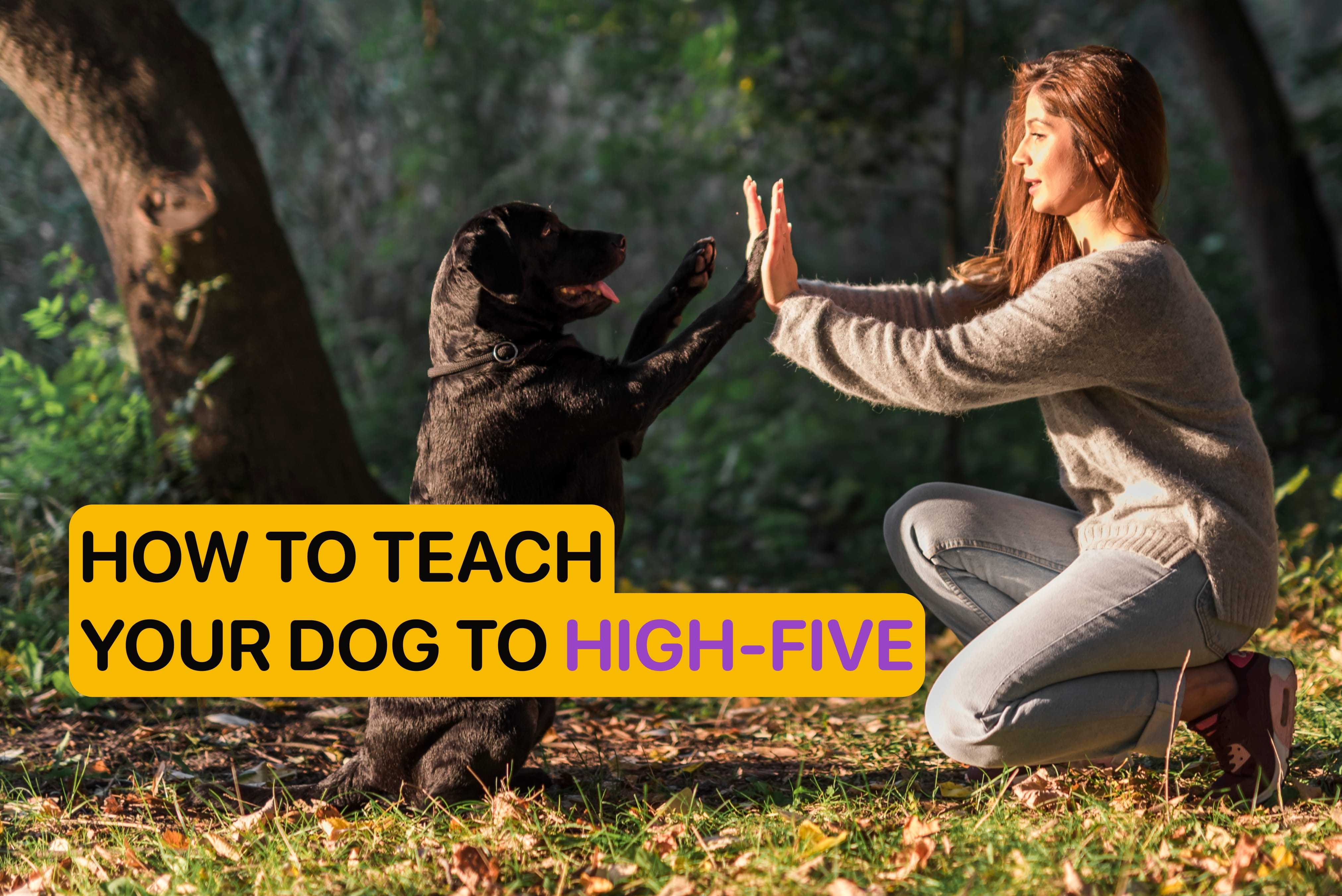 how to teach your dog to high five