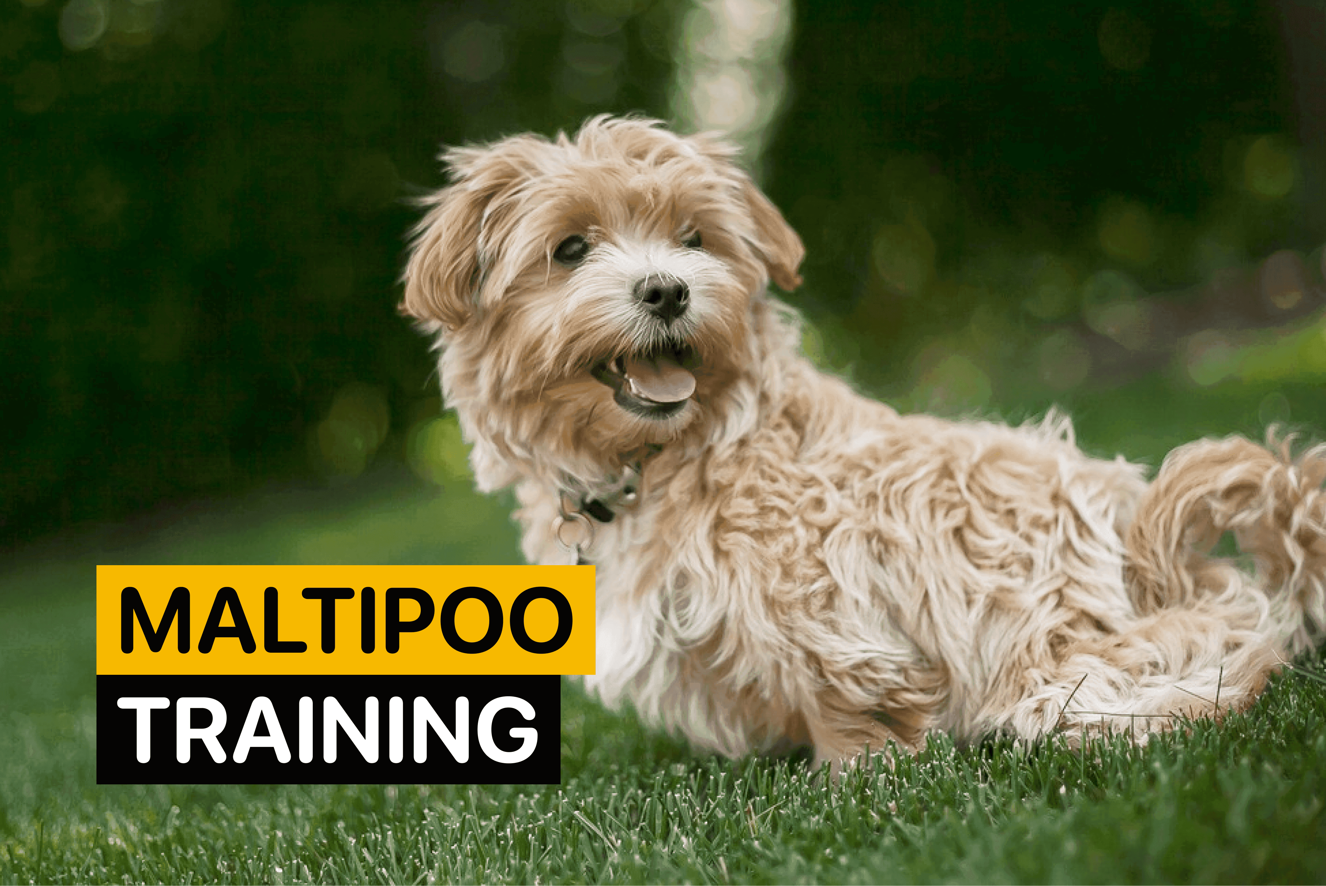 maltipoo training