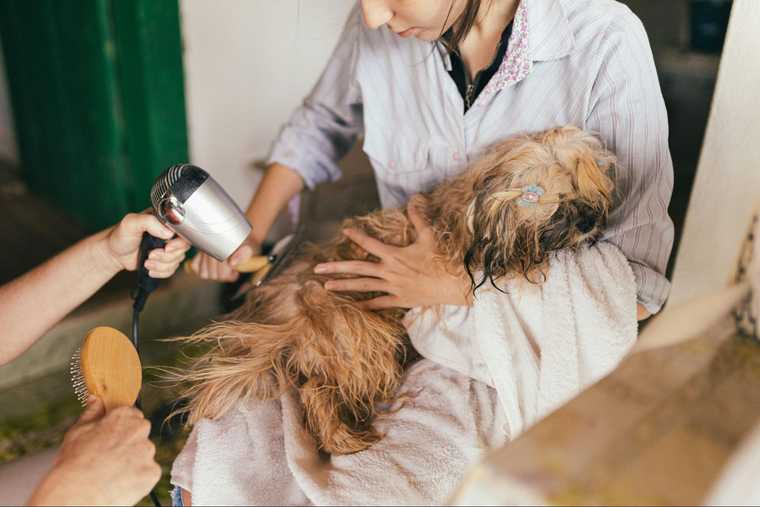 average cost of dog grooming