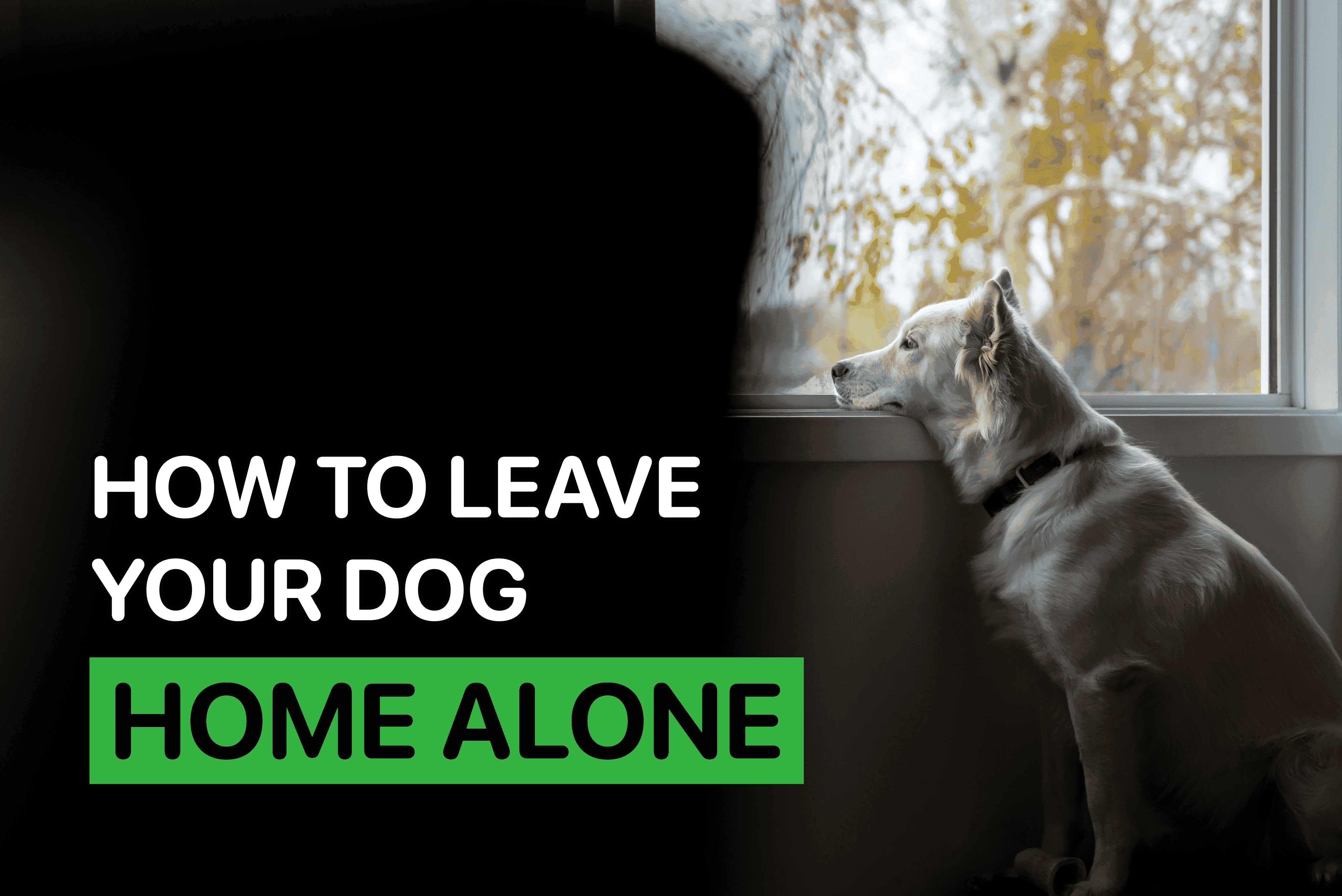 how to leave your dog home alone