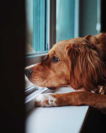 leaving dog home alone while at work