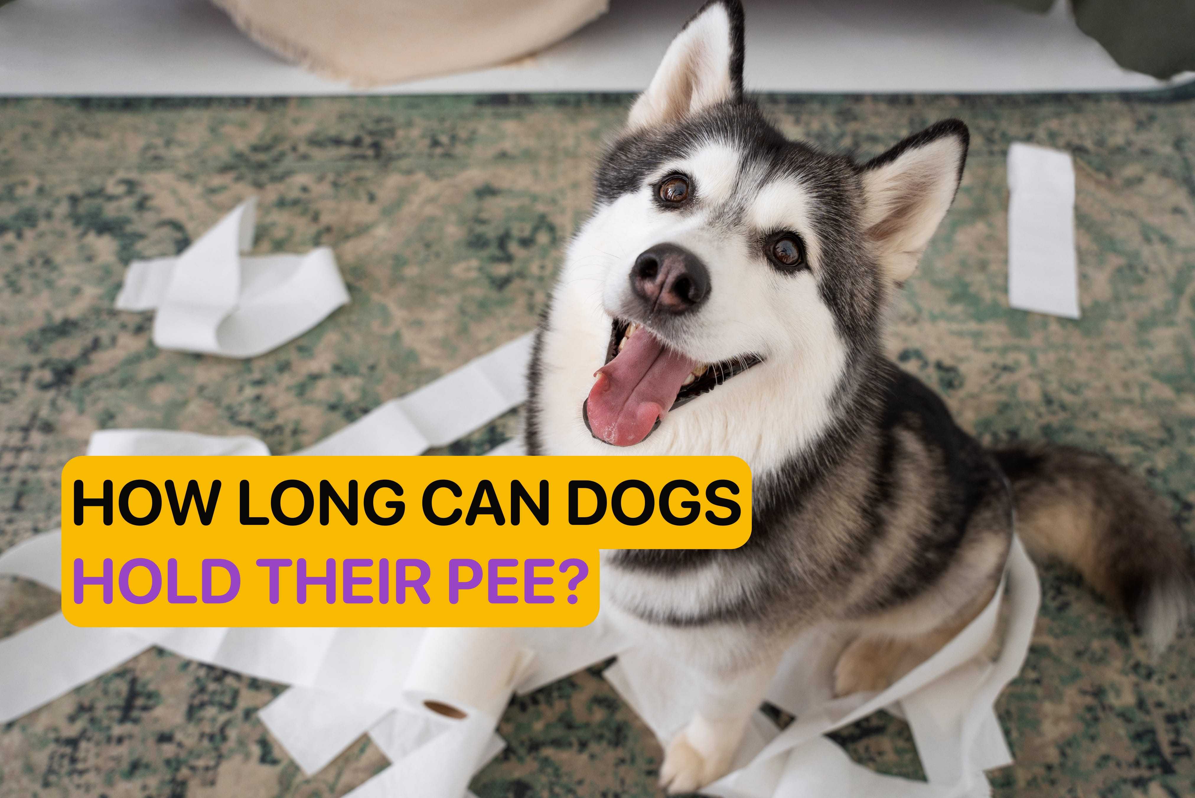 how long can dogs hold their pee