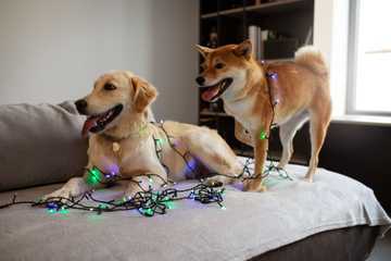 dog chewed christmas lights