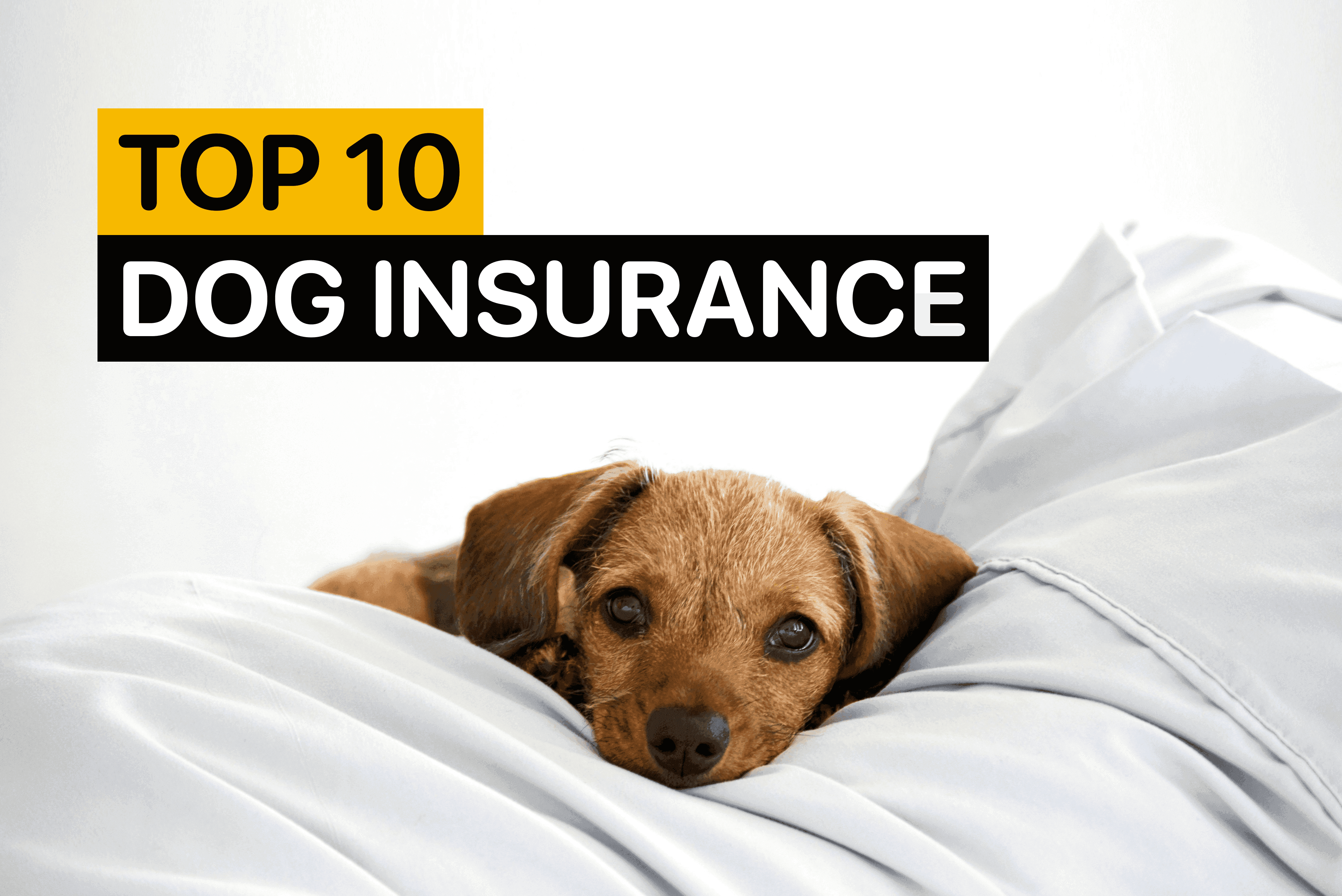 top 10 dog insurance