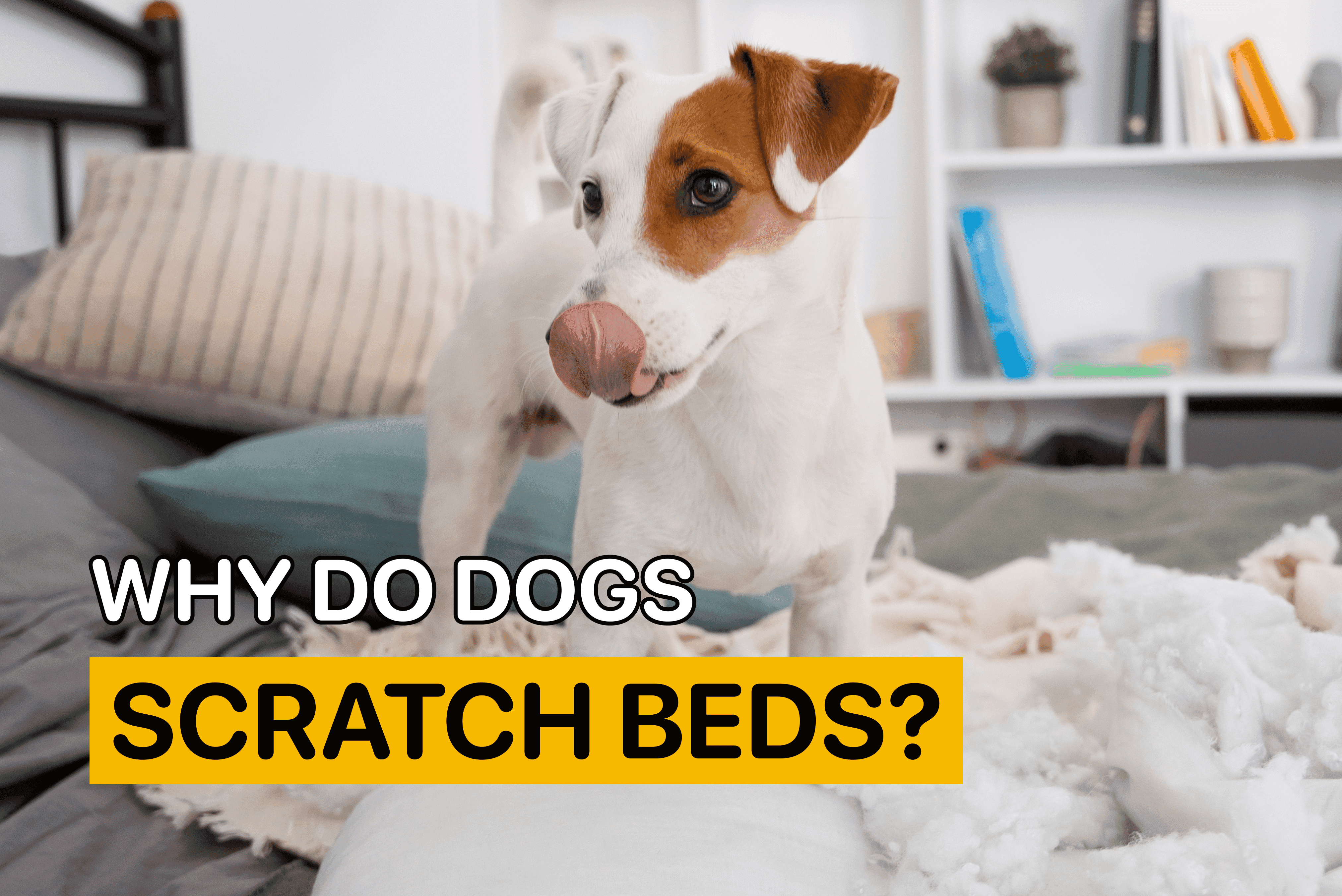 why do dogs scratch their beds