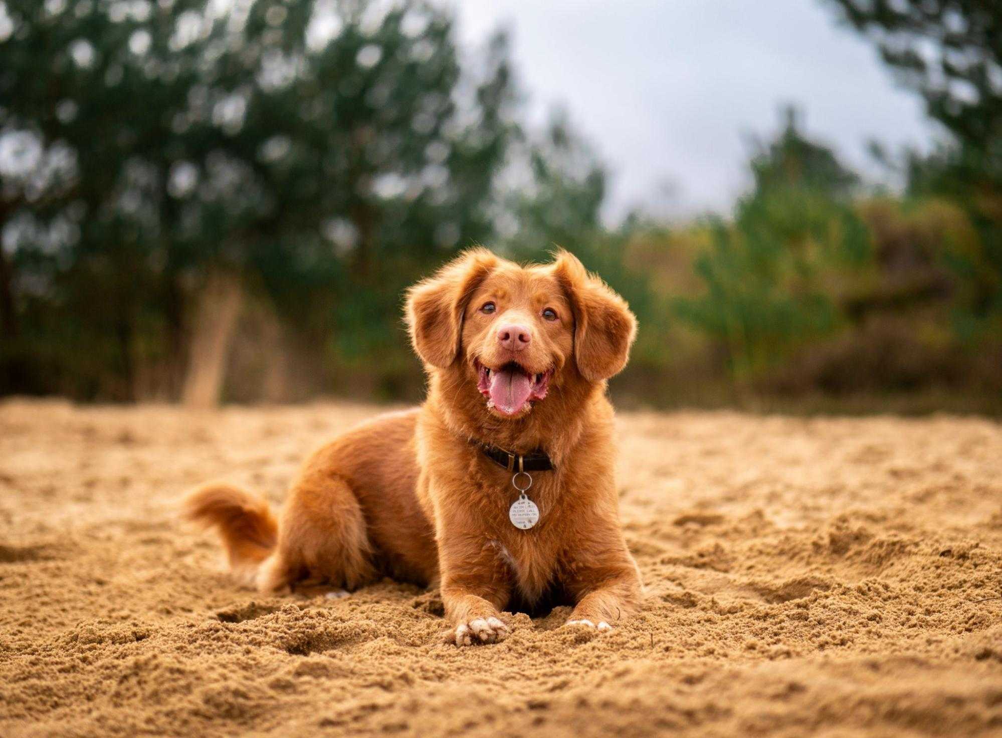 how to teach a dog to lay down