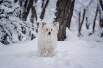 signs of frostbite in dogs