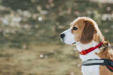 how often to walk Beagle