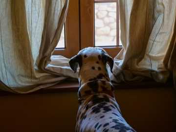 keep dog cool in summer