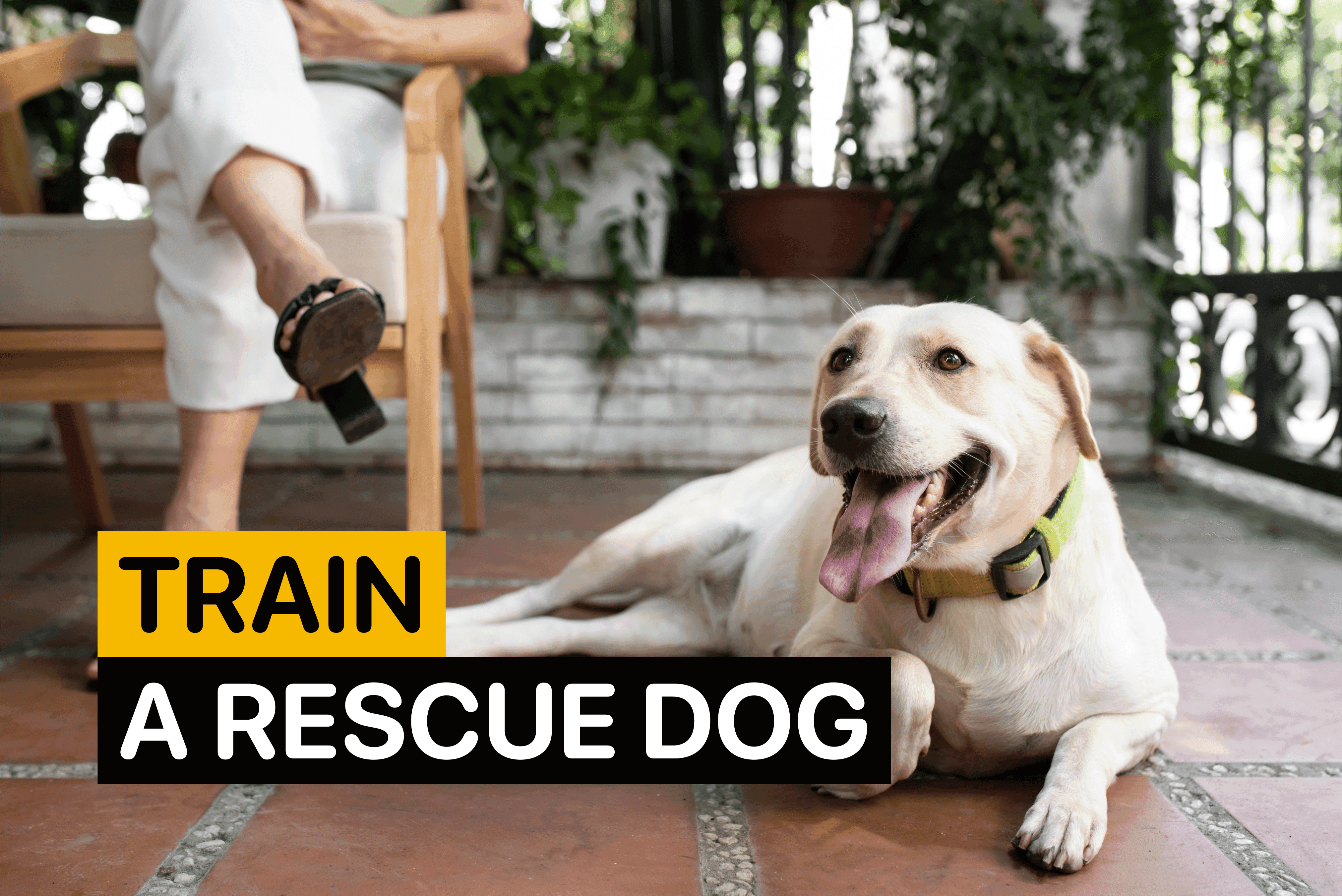 train a rescue dog