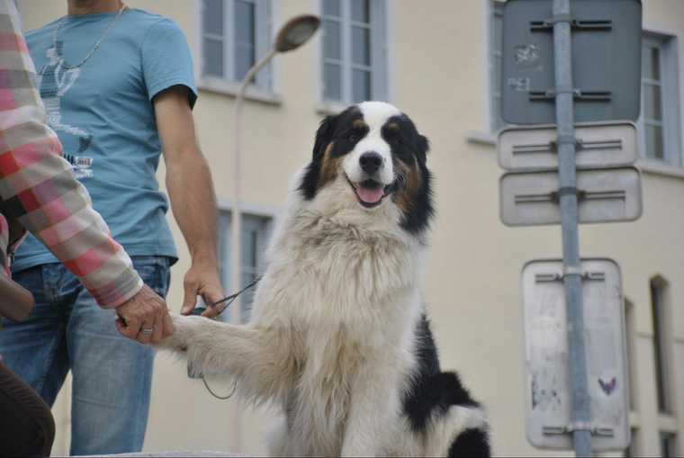 train dog to give paw