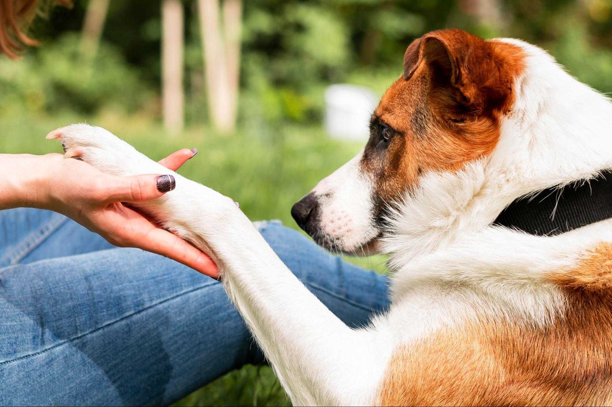 how to teach a puppy paw