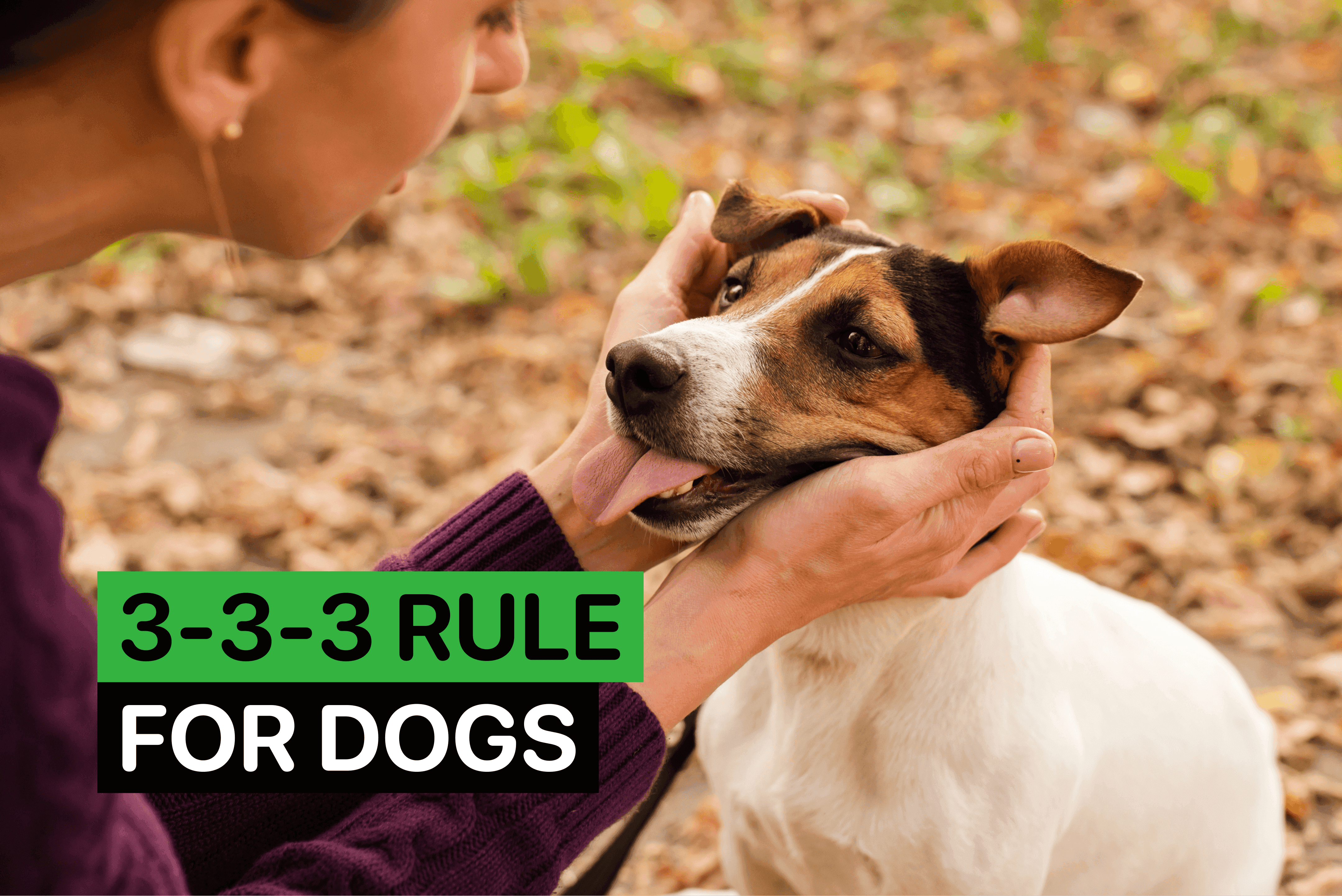 3 3 3 rule for dogs