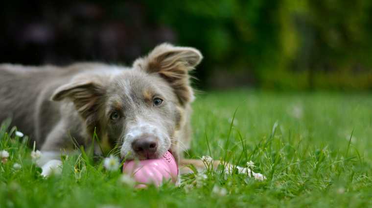 teach puppy leave it