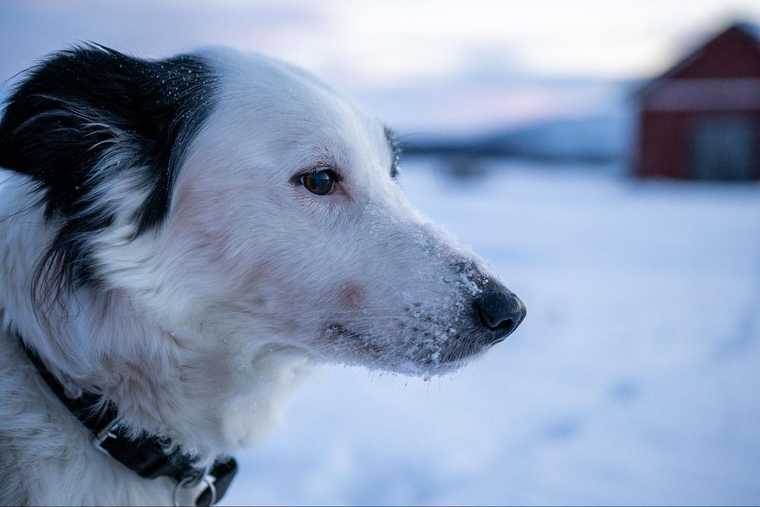 what temp can dogs get frostbite