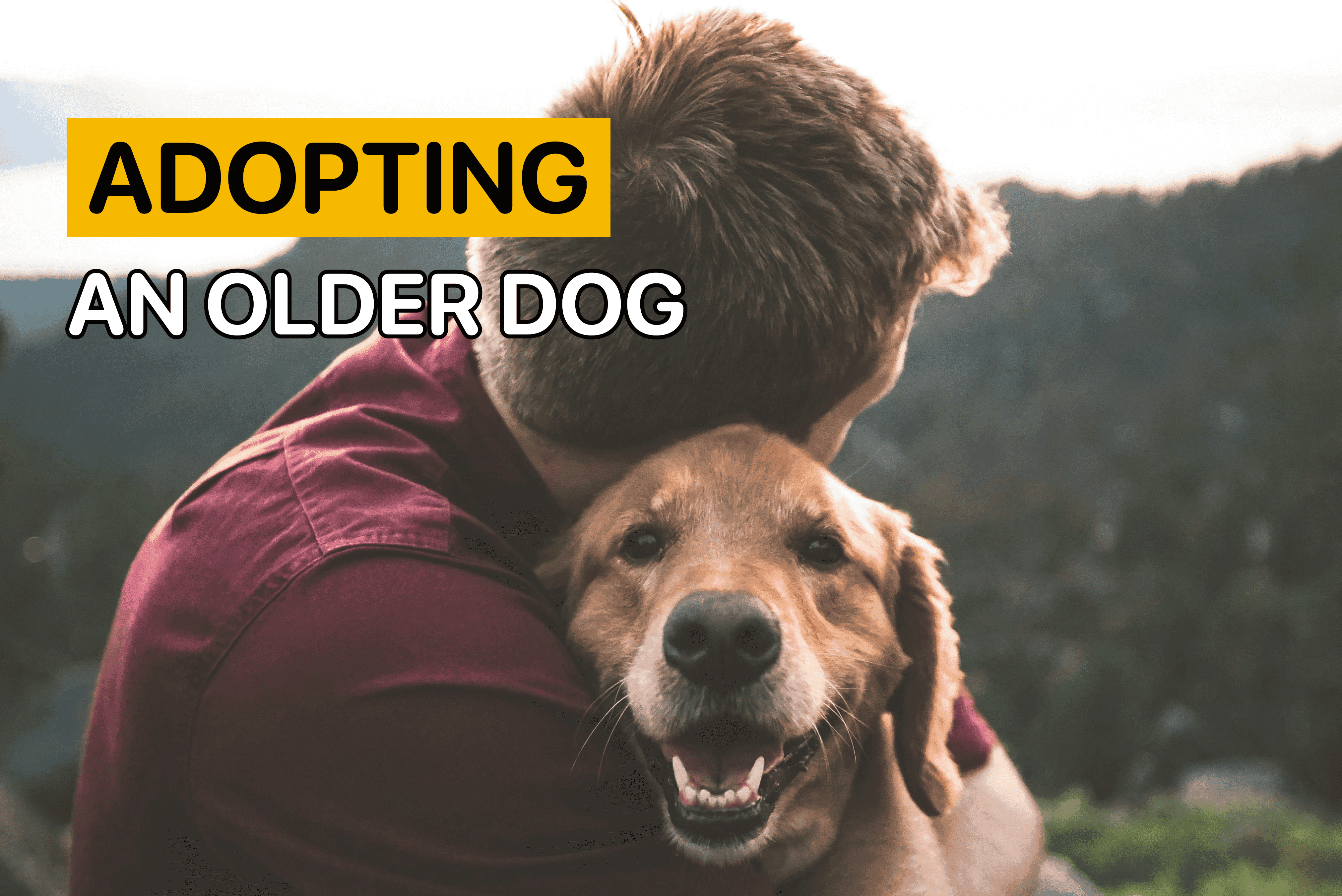 adopting an older dog