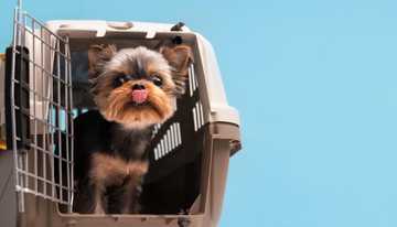 crate train puppies