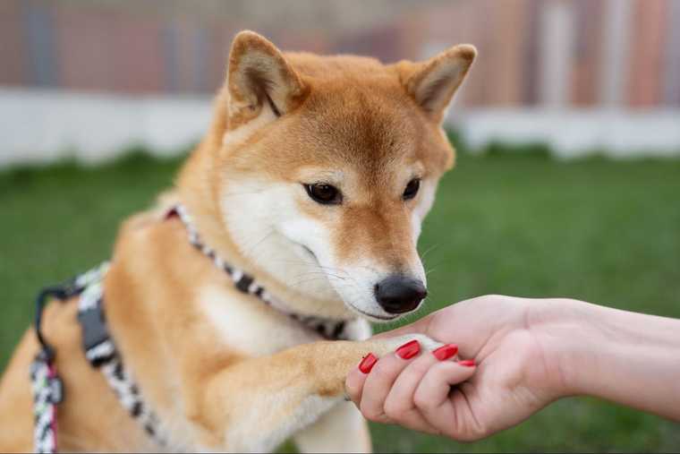 how to teach paw command