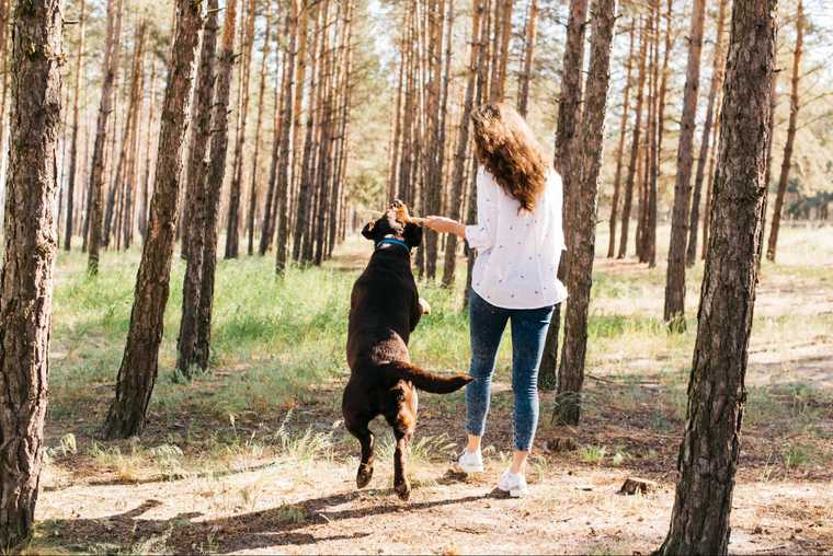 jumping dog training