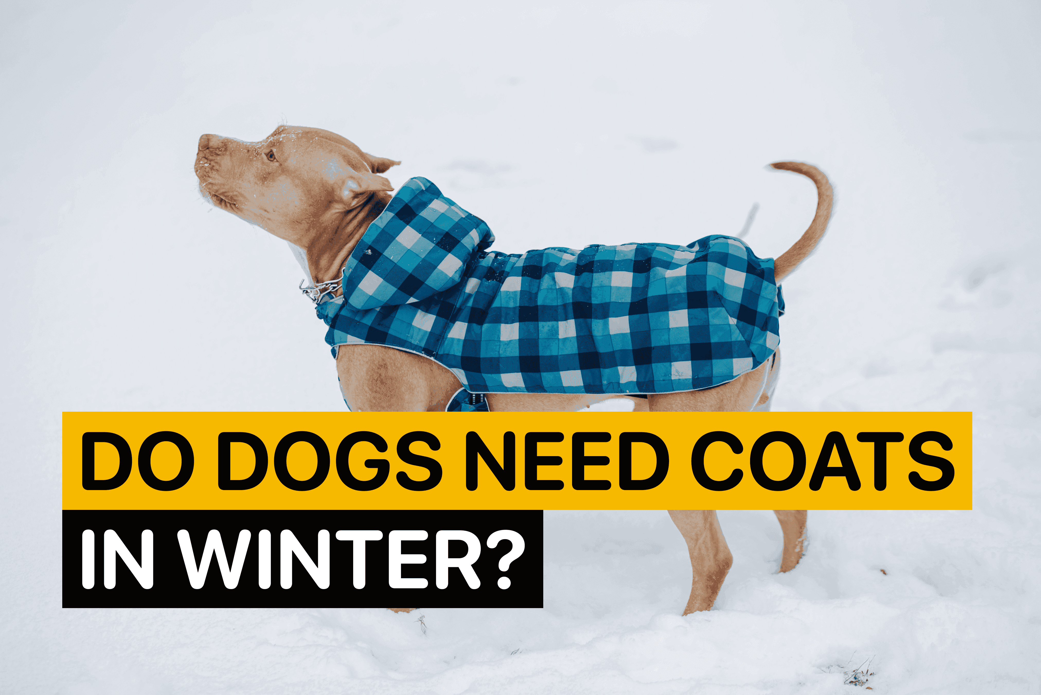 do dogs need coats in winter